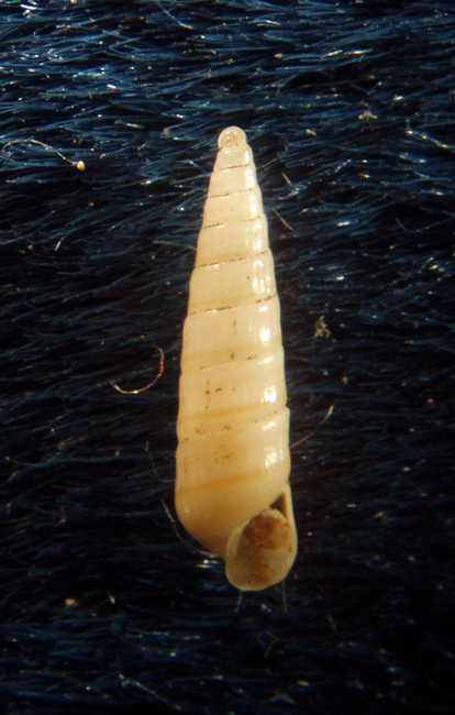 Eulimella neoattenuata